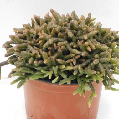 Rhipsalis pilocarpa